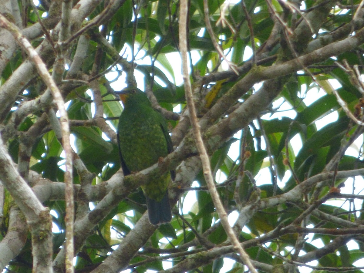 Scharlachbrustkotinga - ML647474637