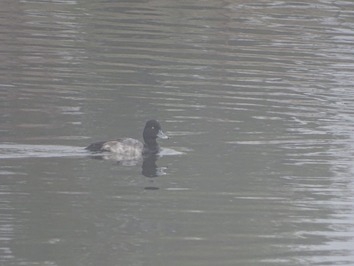 Lesser Scaup - ML647474653