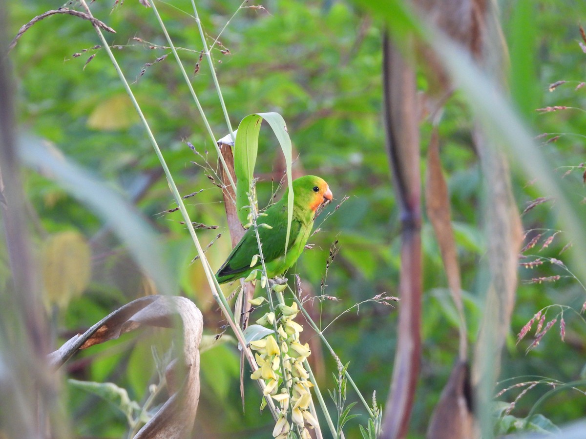 コハナインコ - ML647474670