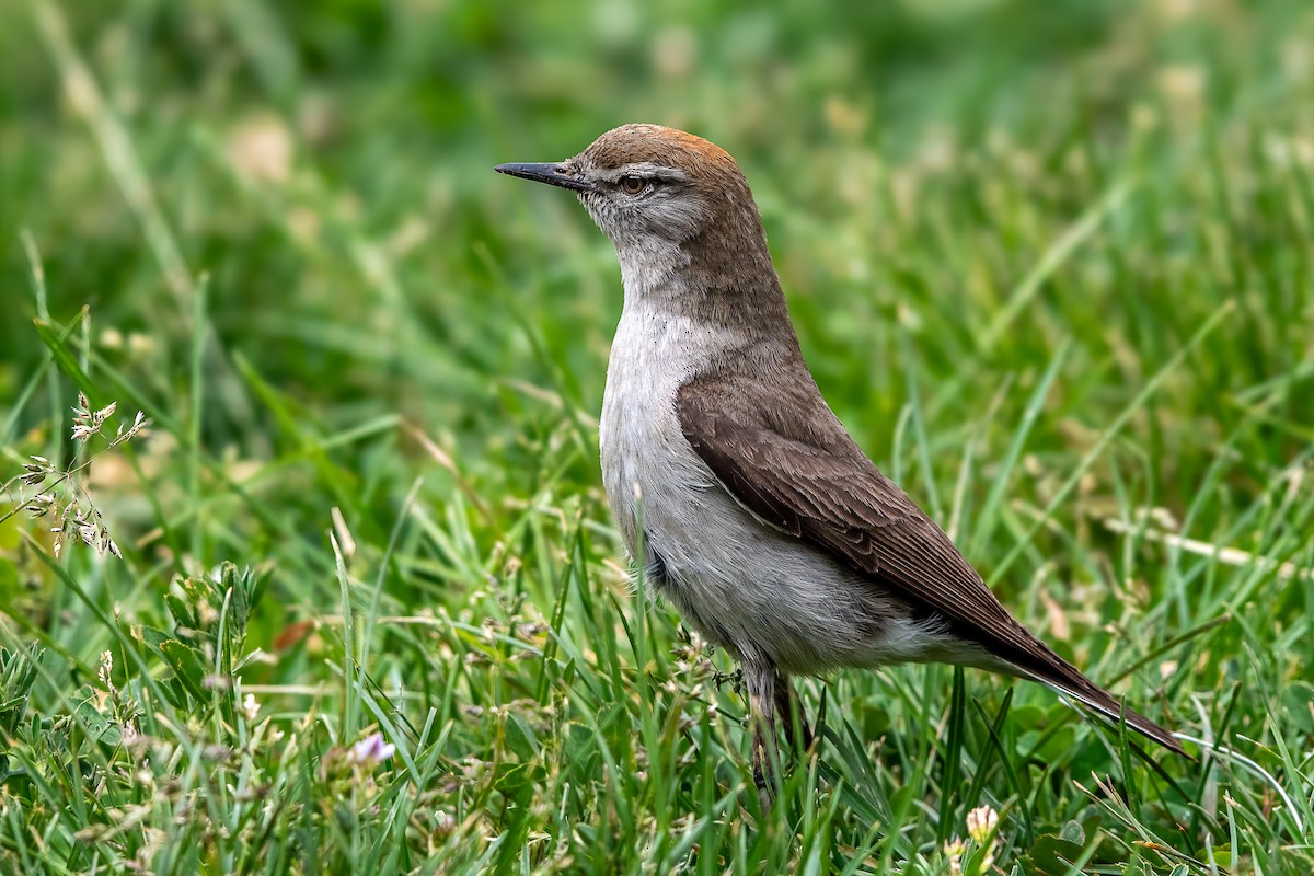 White-browed Ground-Tyrant - ML647474680