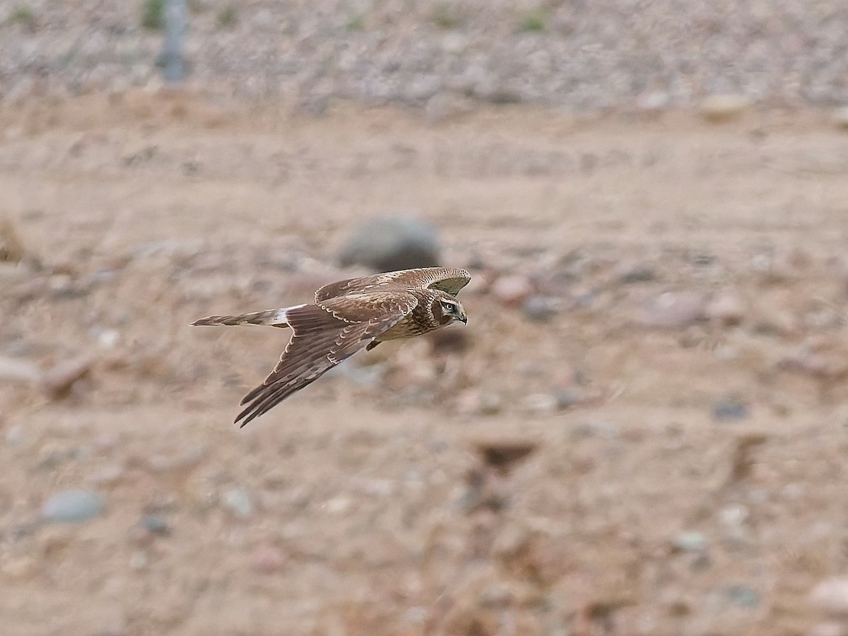 Northern Harrier - ML647474738