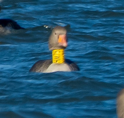 灰雁 - ML647474753