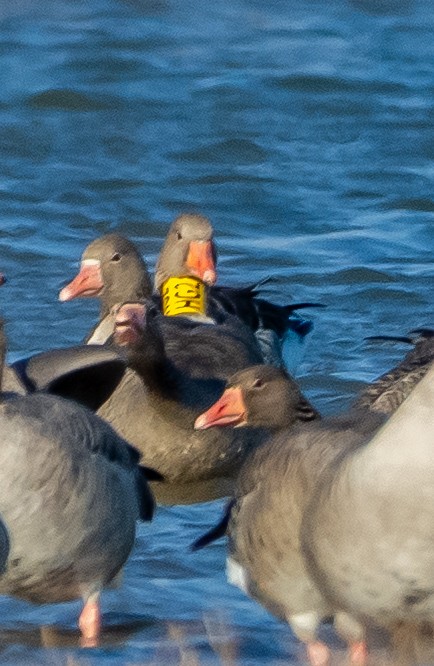 灰雁 - ML647474754