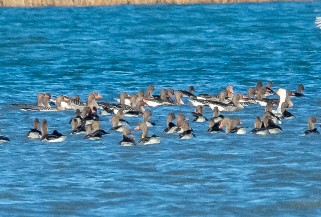 灰雁 - ML647474755