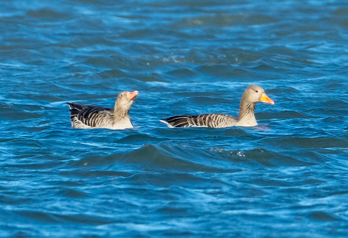 灰雁 - ML647474756