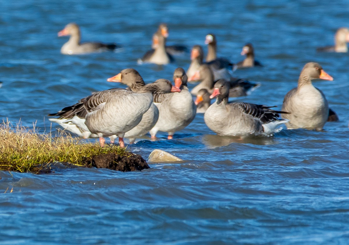 灰雁 - ML647474758