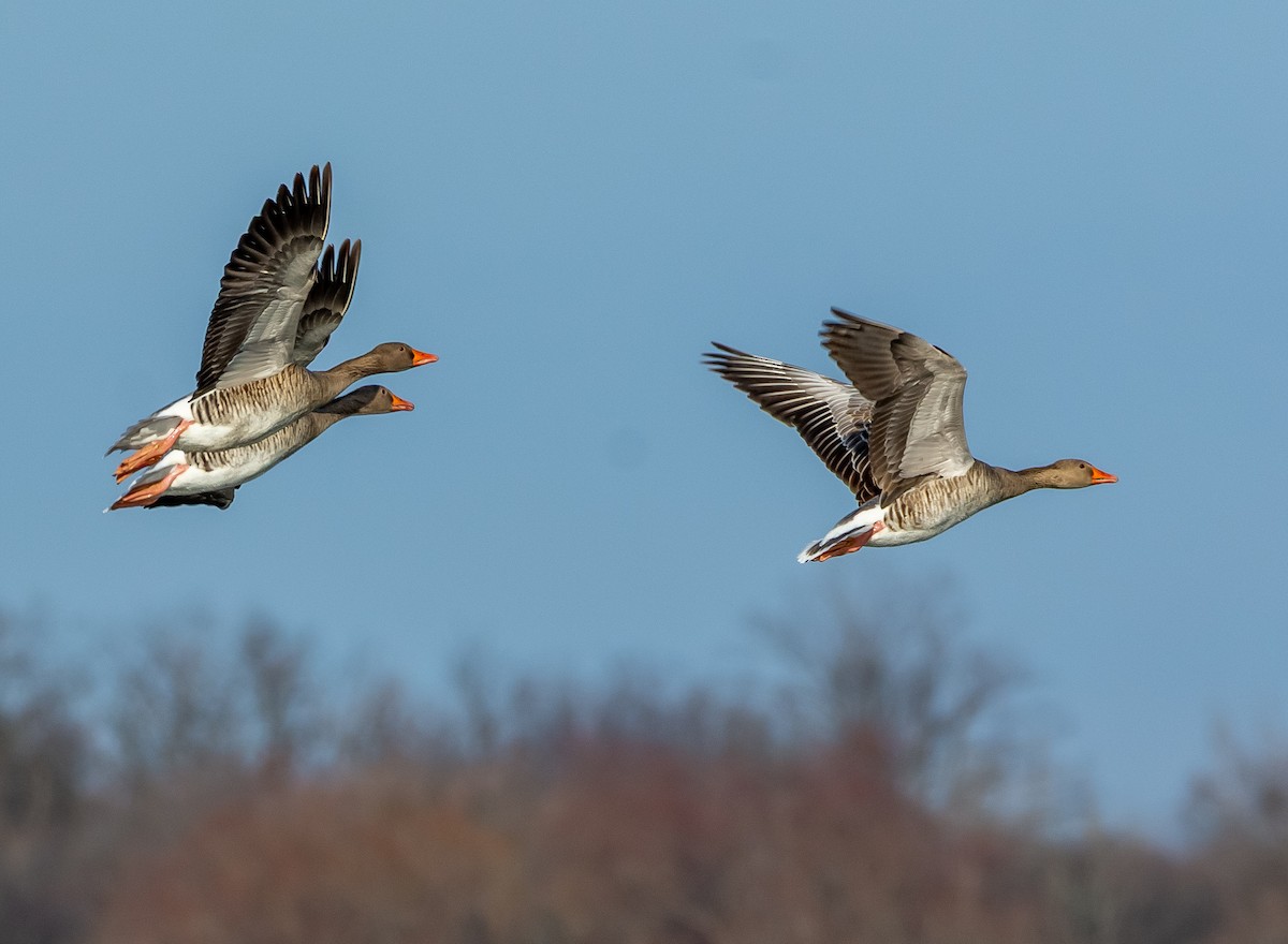 灰雁 - ML647474759