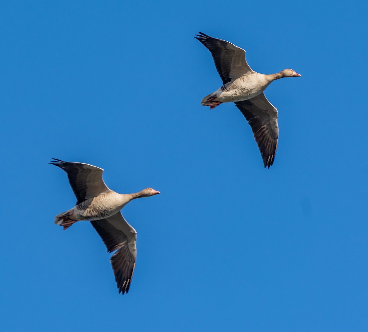 灰雁 - ML647474760