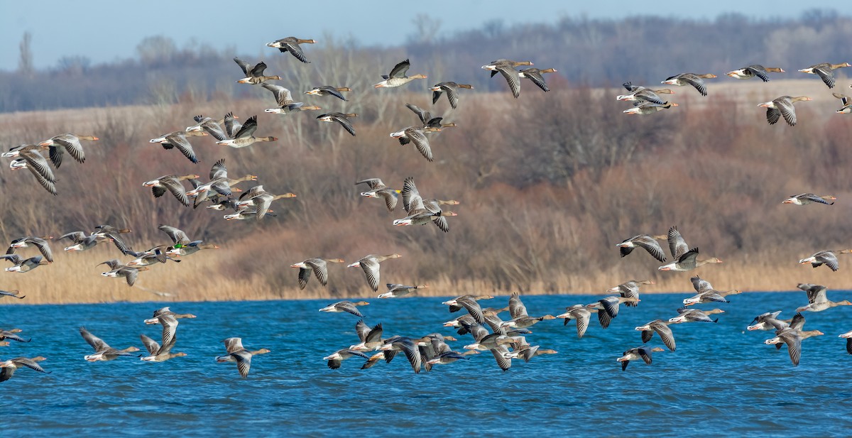 灰雁 - ML647474762