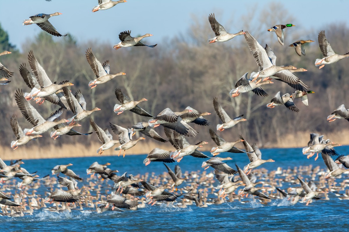 灰雁 - ML647474764