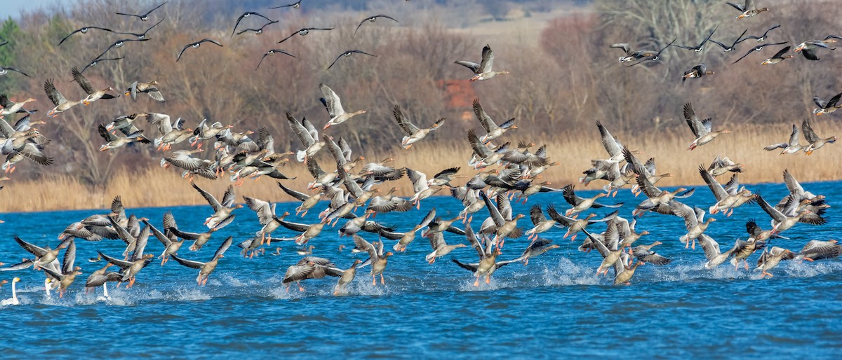 灰雁 - ML647474765