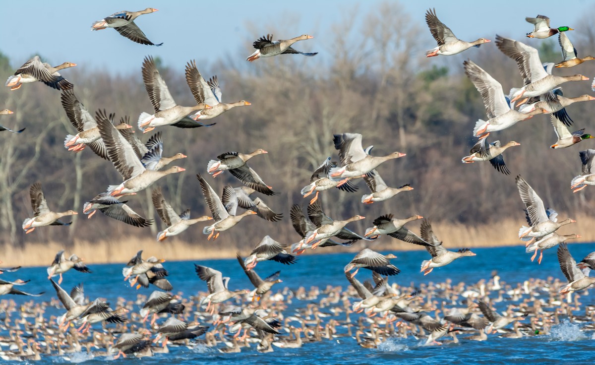 灰雁 - ML647474766