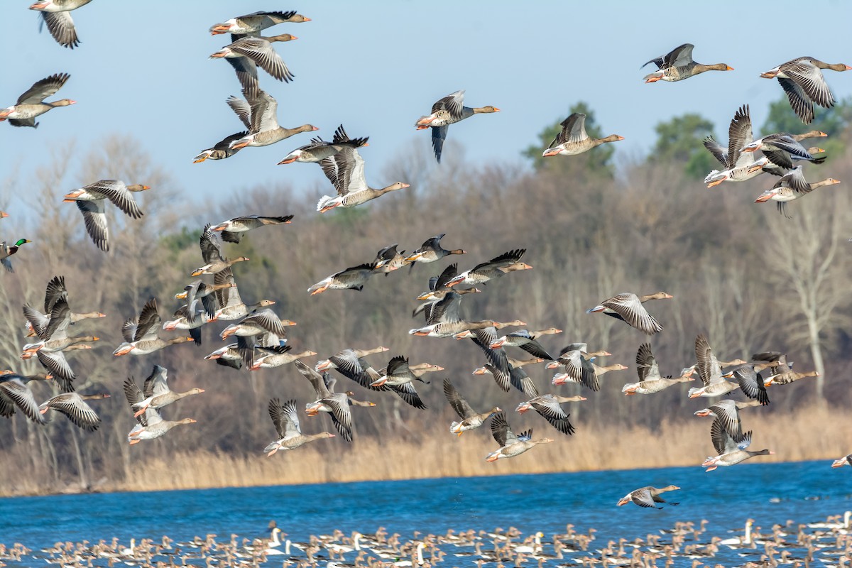 灰雁 - ML647474767