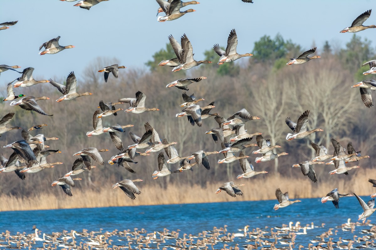 灰雁 - ML647474768