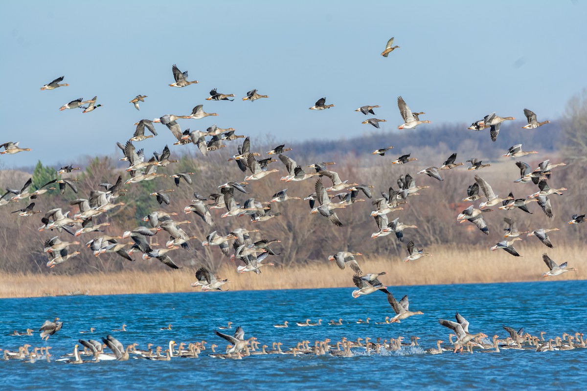 灰雁 - ML647474769