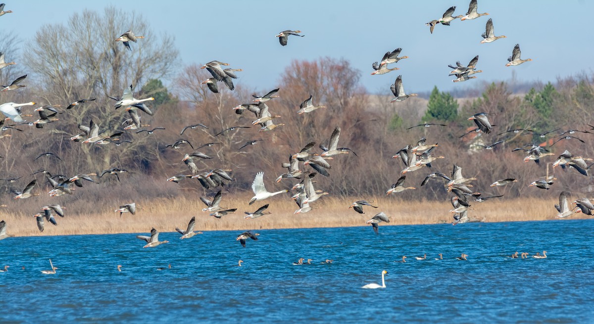 灰雁 - ML647474770