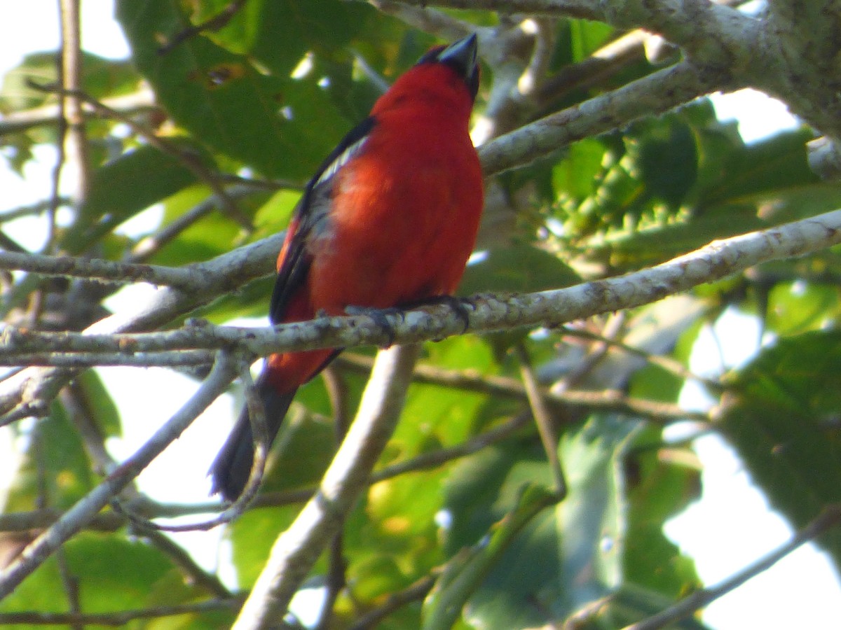 White-winged Tanager - ML647474775