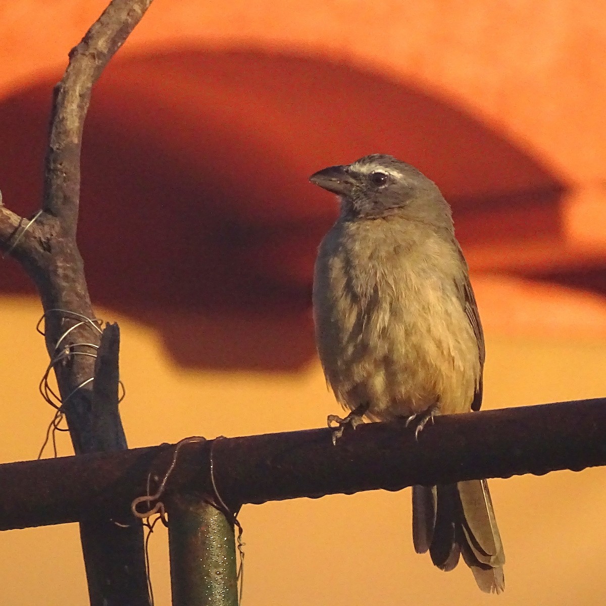 Kuzeyli Kurşuni Saltator - ML647474778