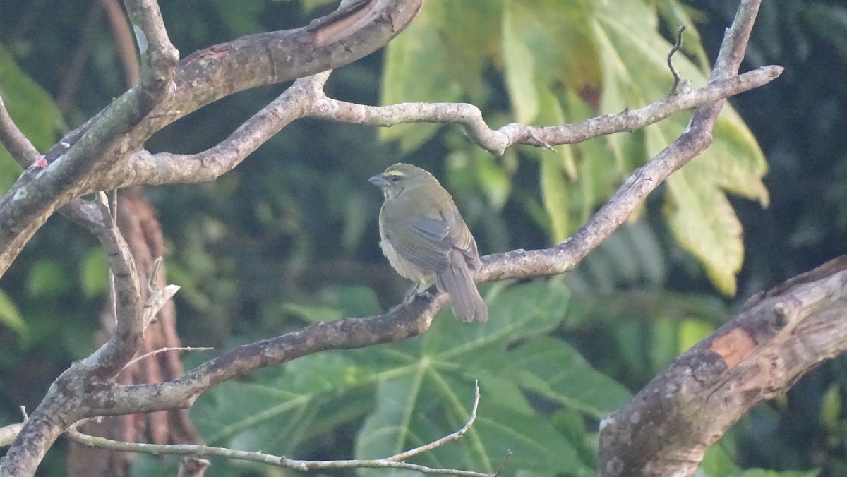 Kuzeyli Kurşuni Saltator - ML647474779