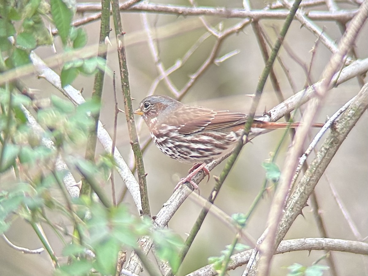 Fox Sparrow (Red) - ML647474786