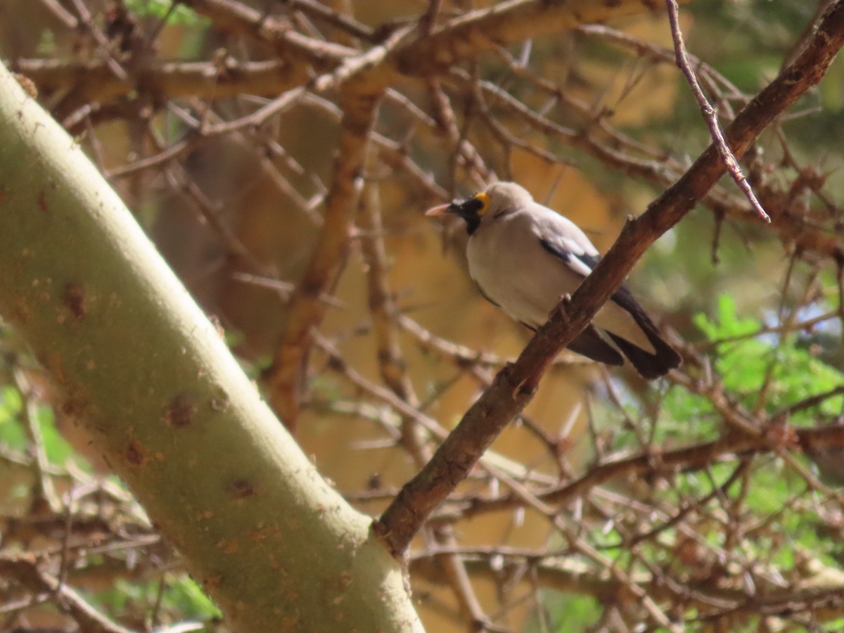 Бородатый скворец - ML647474795