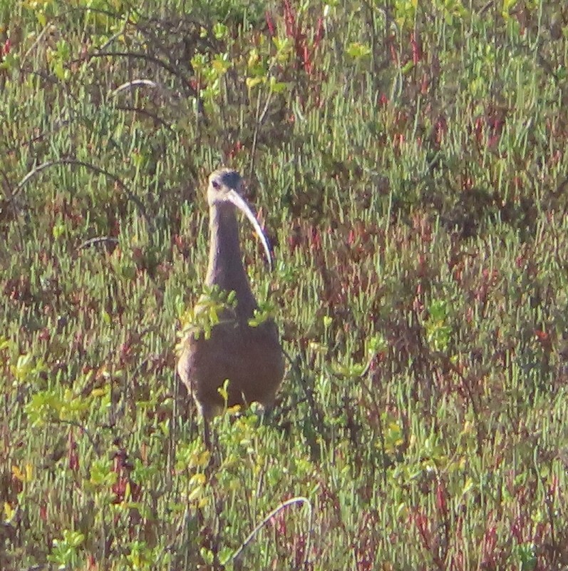 Кульон американський - ML647474853
