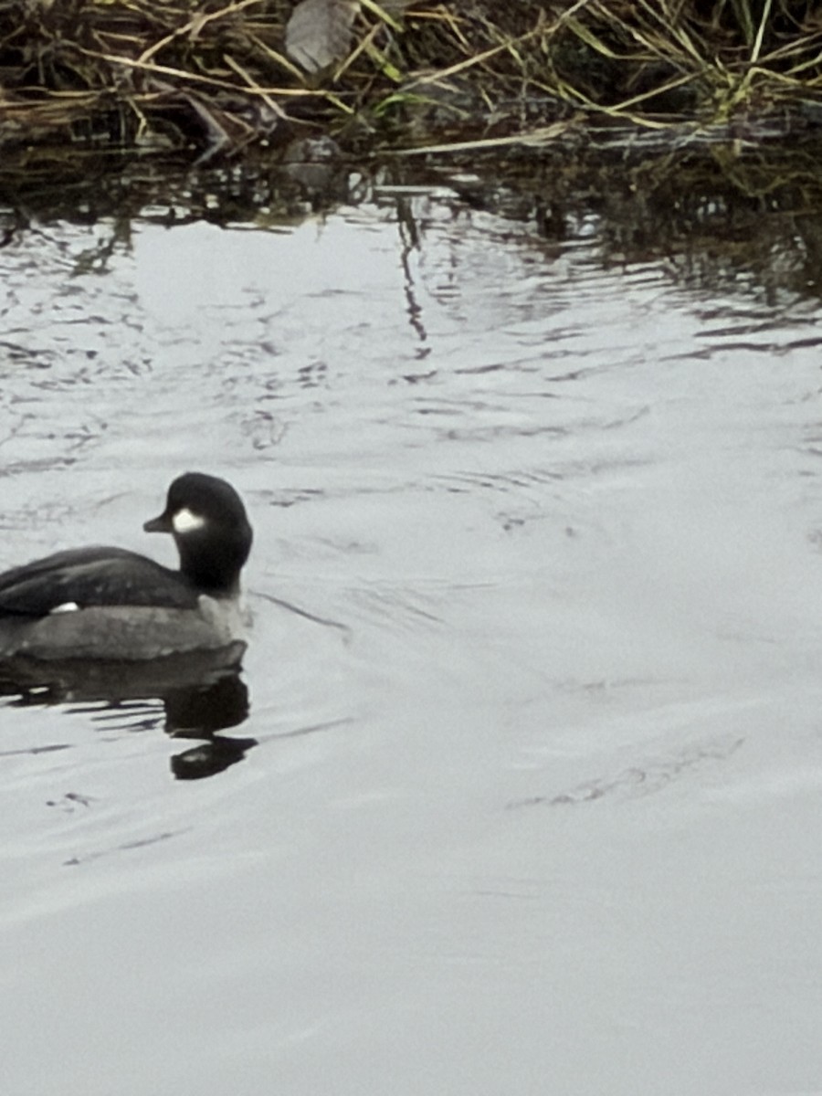 Гоголь-головастик - ML647474861