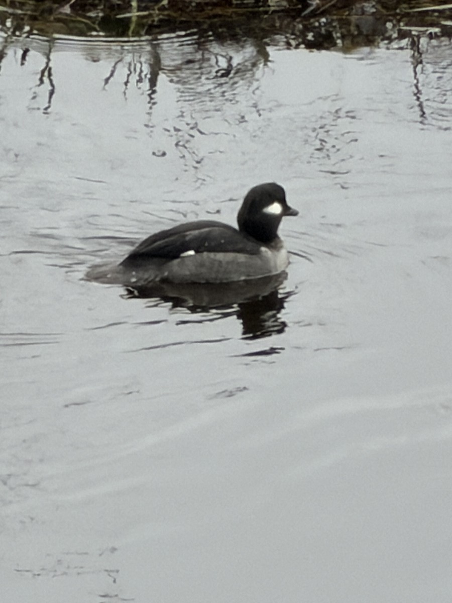 Гоголь-головастик - ML647474862