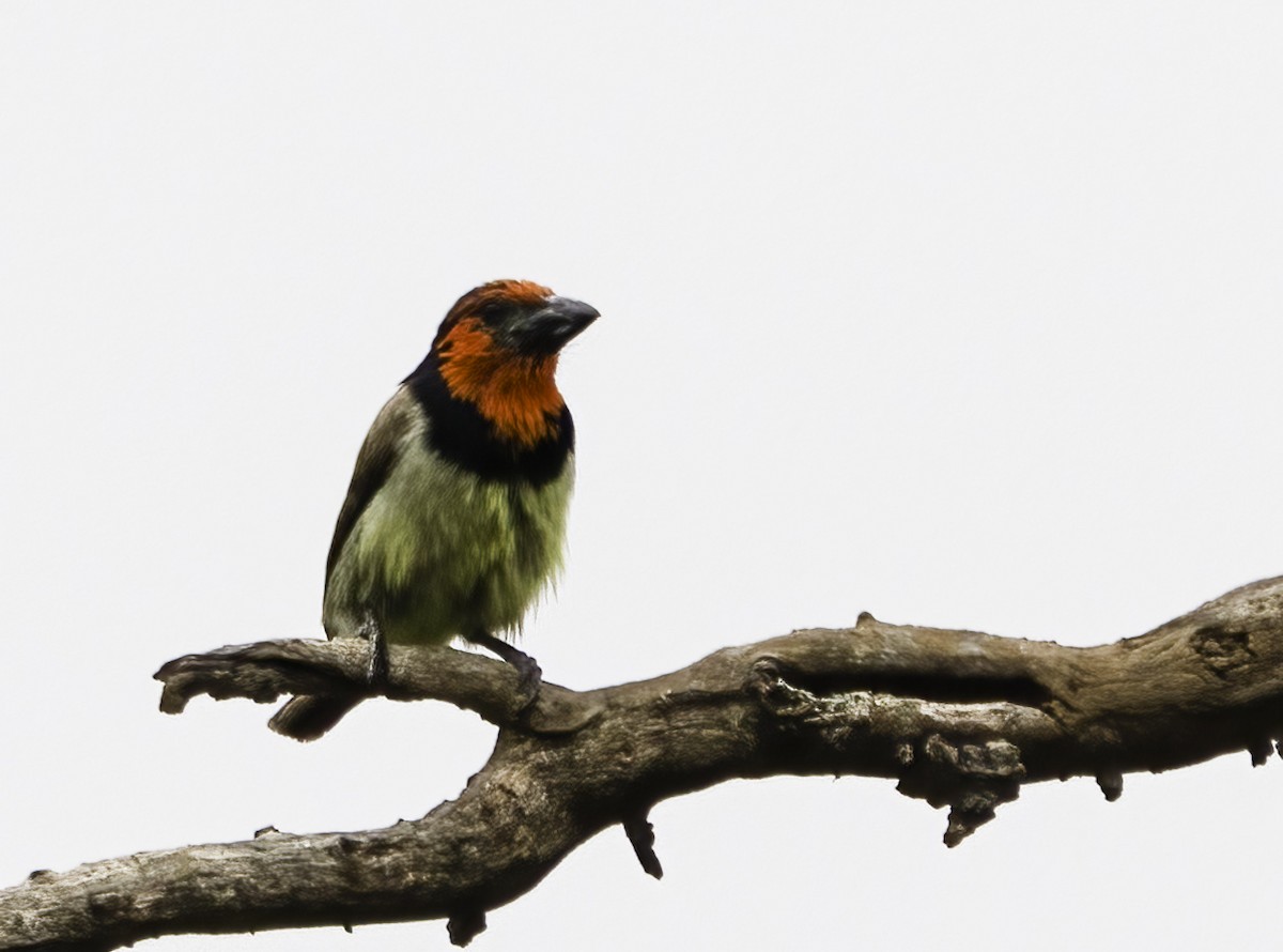 Лібія чорношия - ML647474865