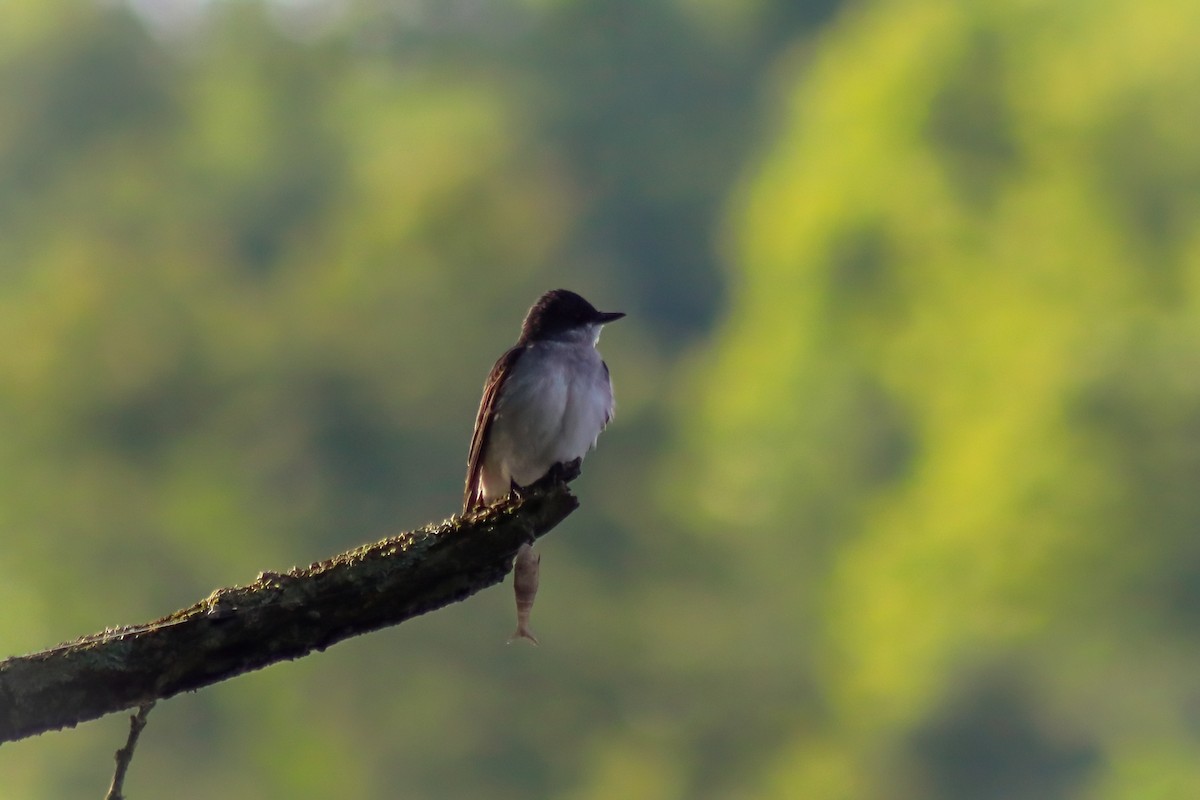 Tyran tritri - ML647474873