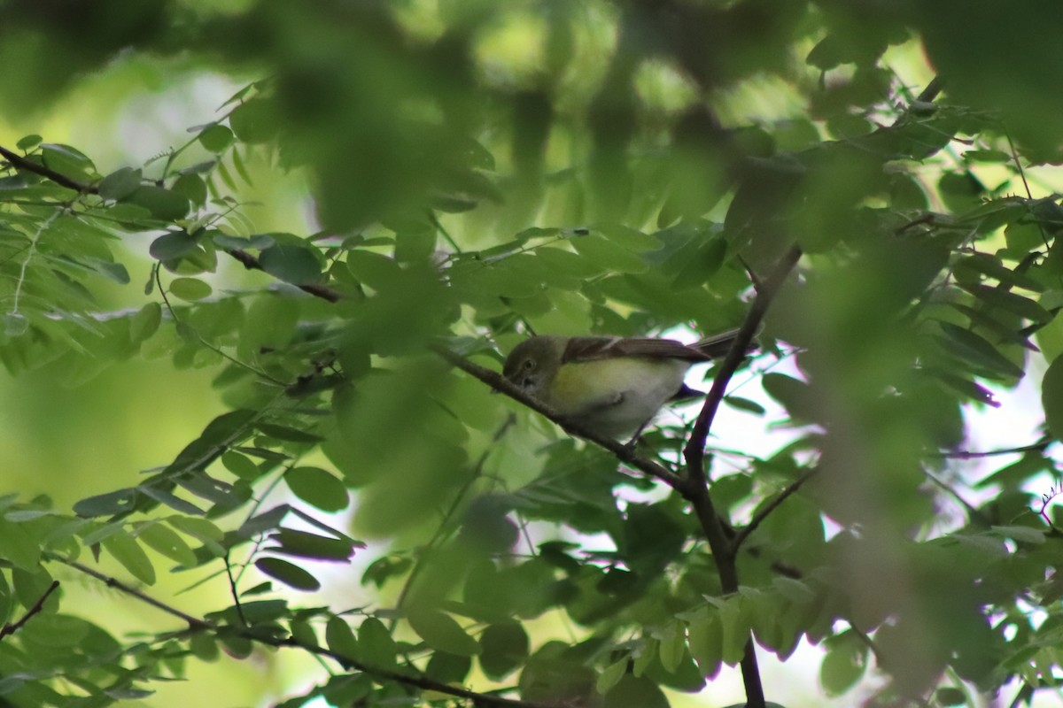 White-eyed Vireo - ML647474902