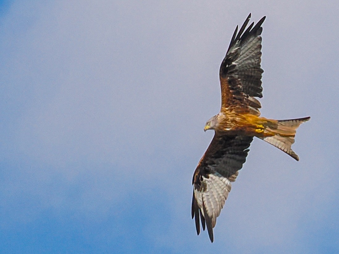 アカトビ - ML647474932