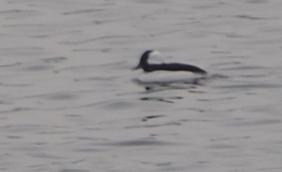 ヒメハジロ - ML647474934