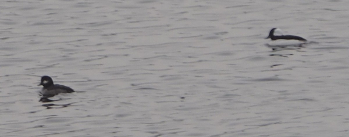 ヒメハジロ - ML647474935