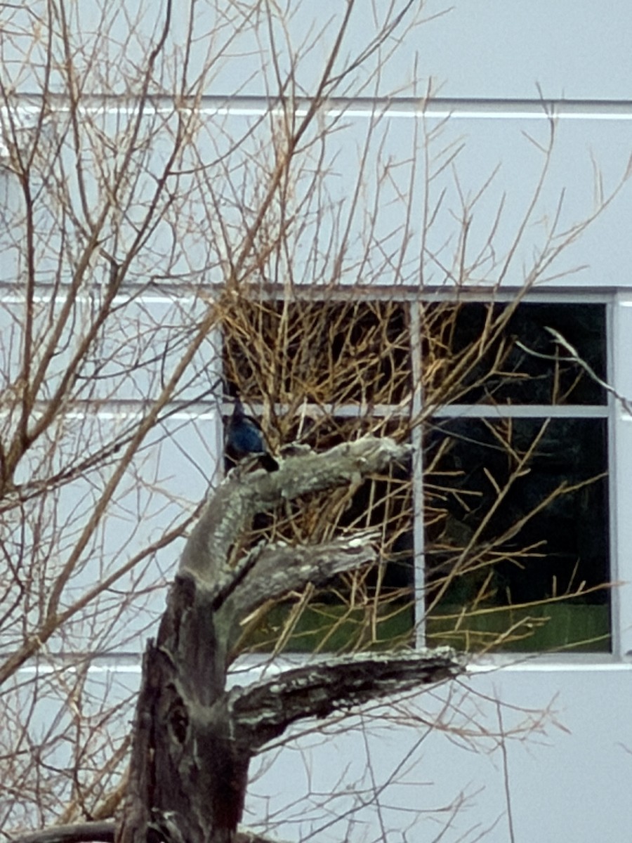 ステラーカケス - ML647474936