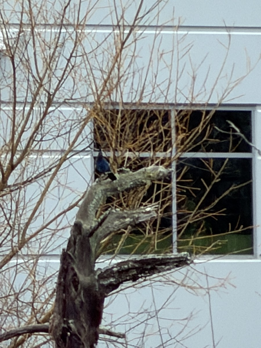 ステラーカケス - ML647474937