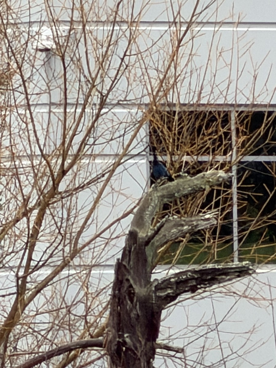 ステラーカケス - ML647474938