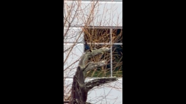 ステラーカケス - ML647474939