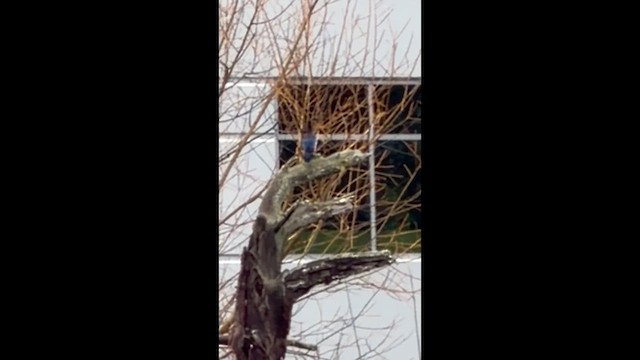 sojka Stellerova - ML647474940