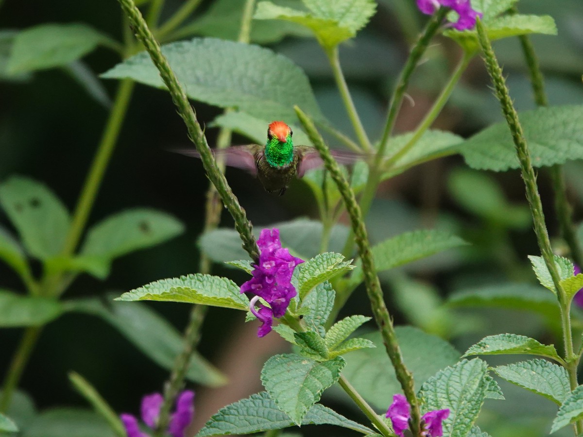 チャカザリハチドリ - ML647474941