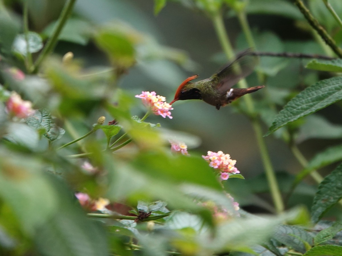 チャカザリハチドリ - ML647474942