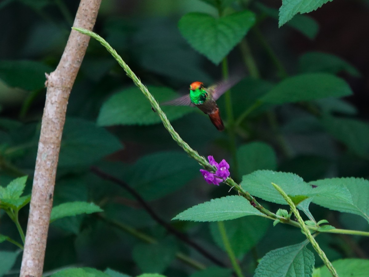 チャカザリハチドリ - ML647474943