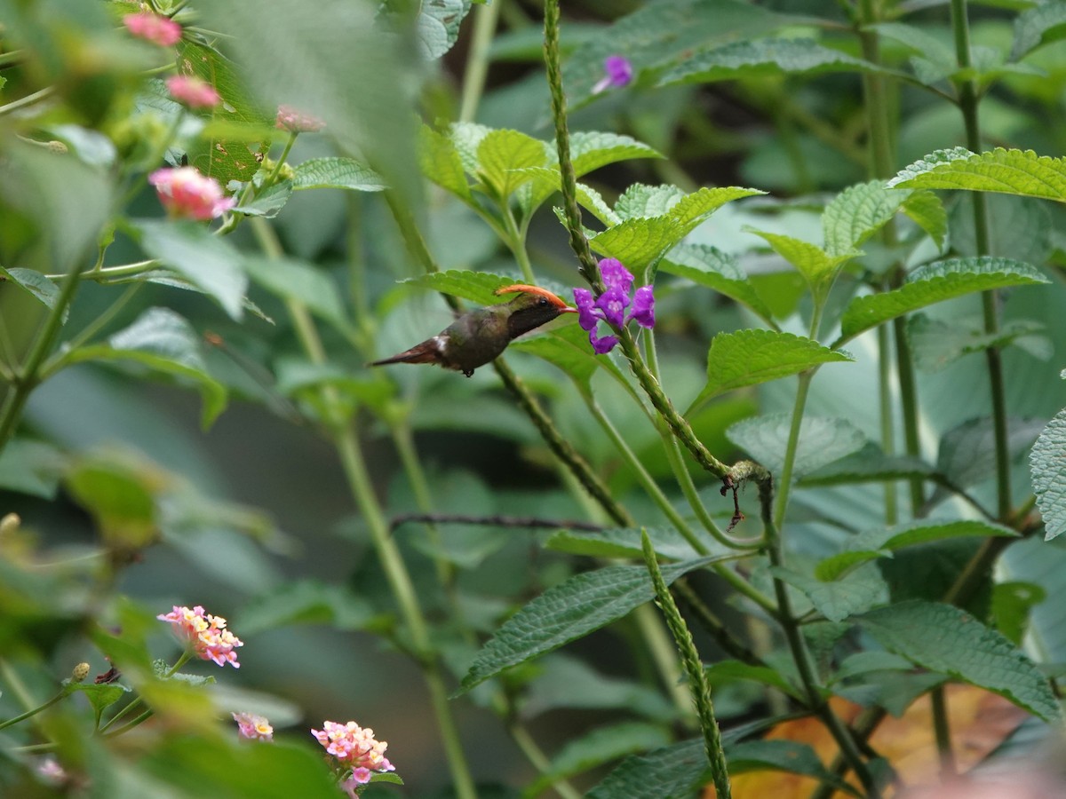 チャカザリハチドリ - ML647474944