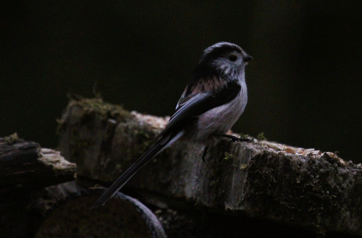 エナガ - ML647474945