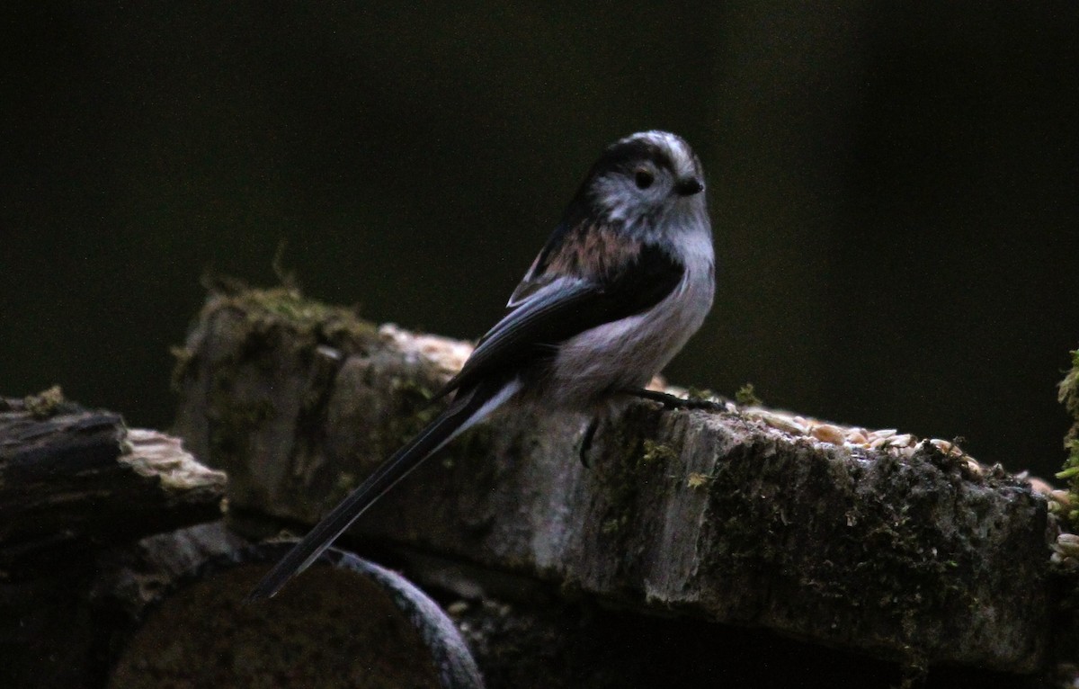 エナガ - ML647474947