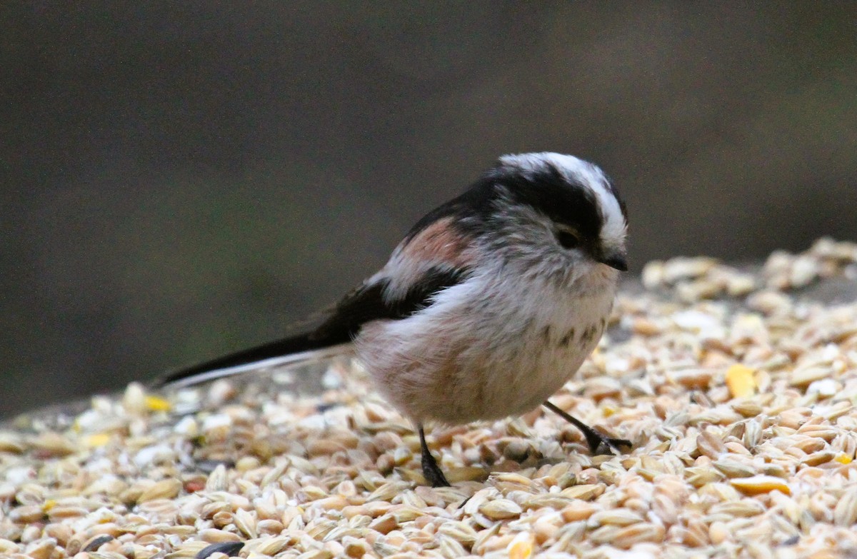 エナガ - ML647474948