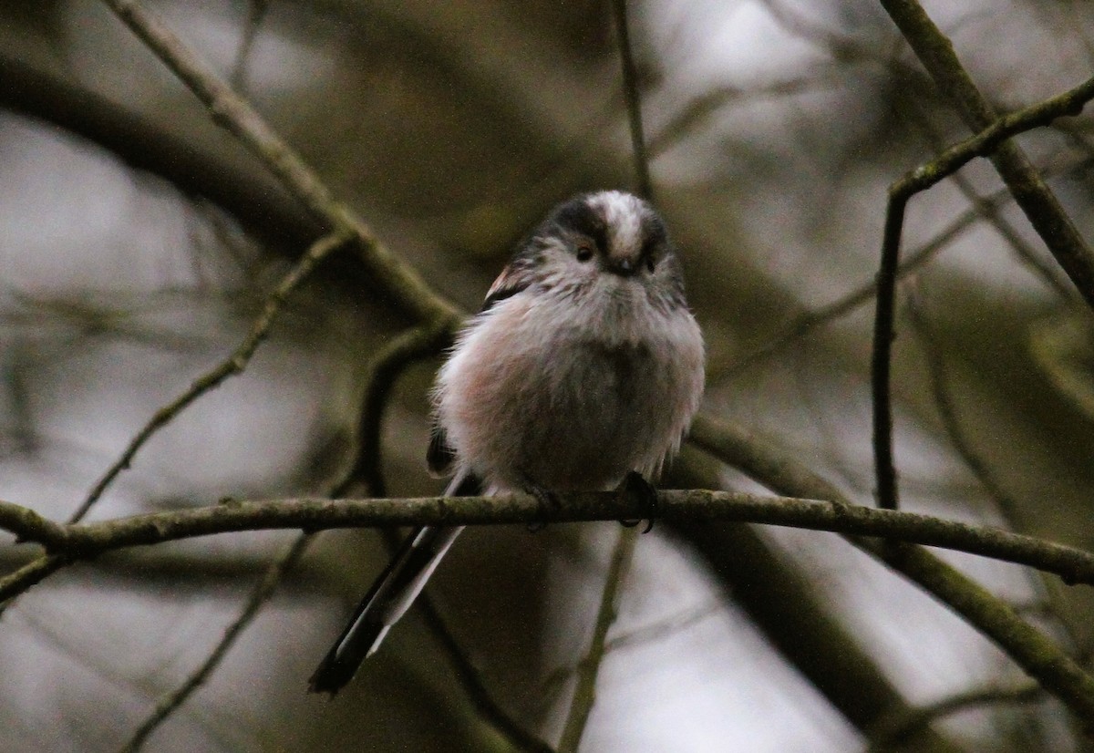 エナガ - ML647474949