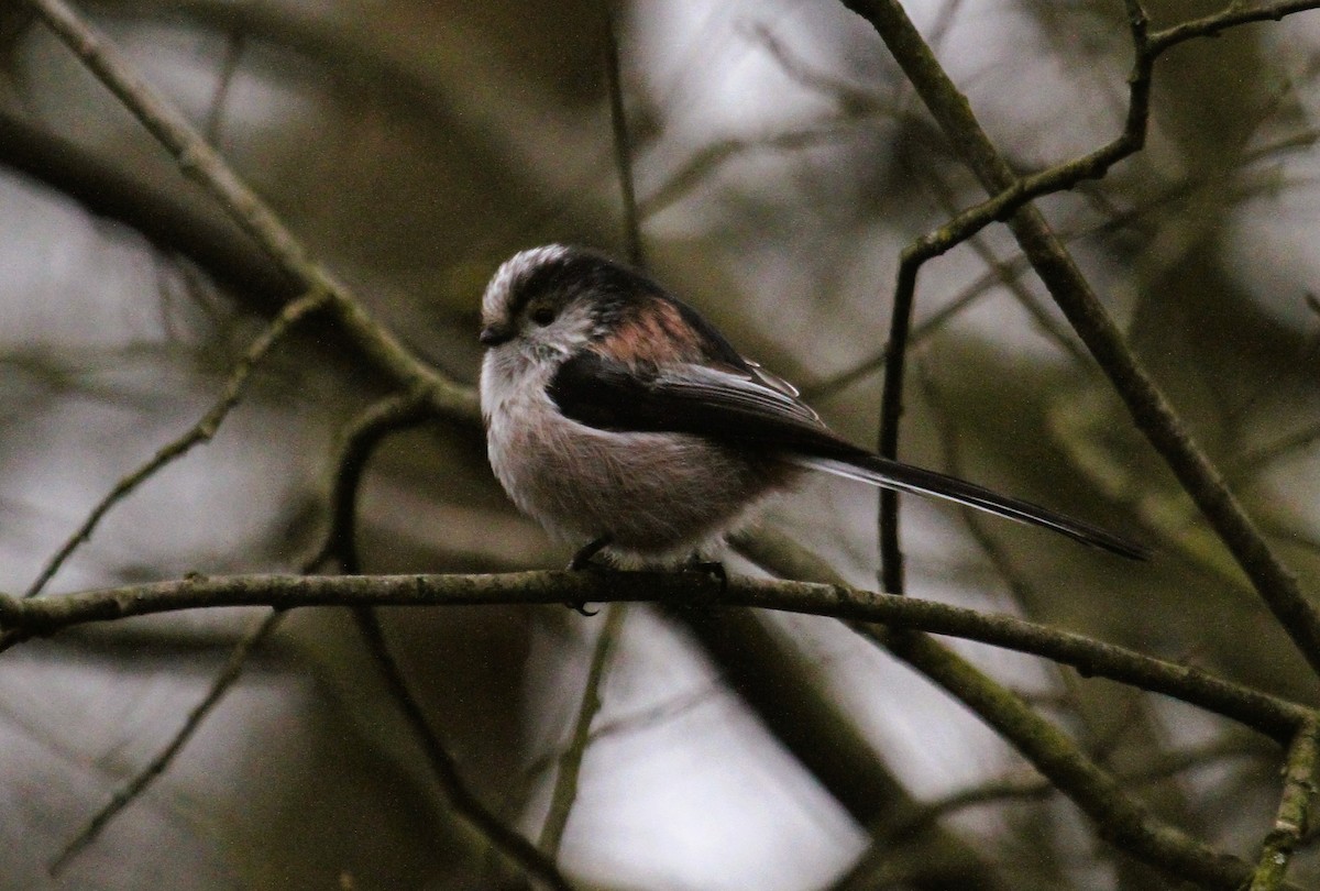 エナガ - ML647474950