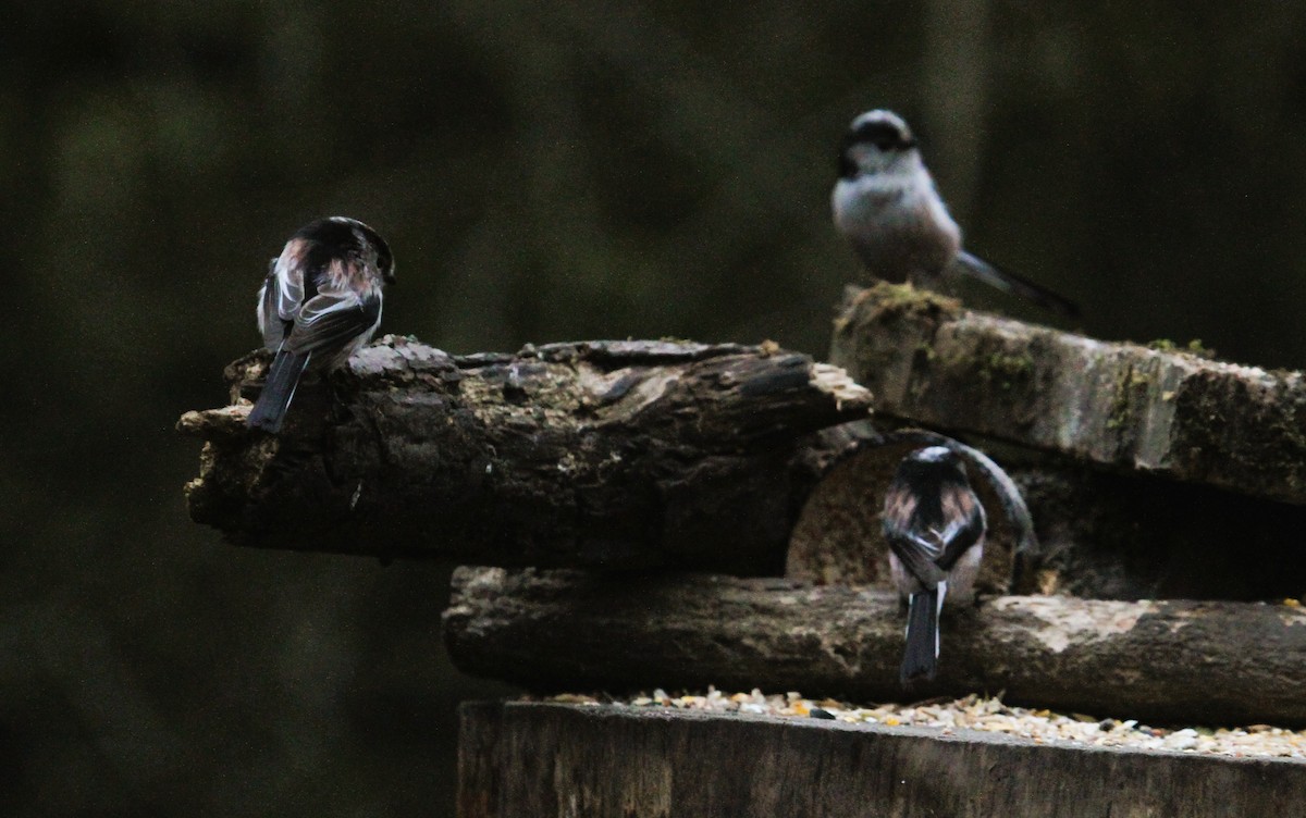 エナガ - ML647474951