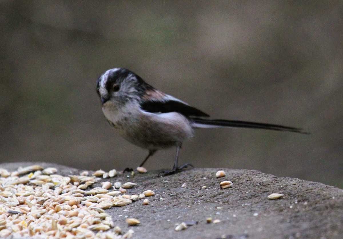 エナガ - ML647474952